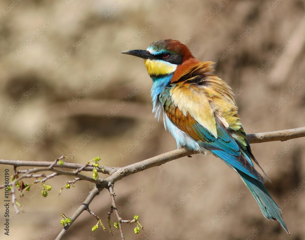 European bee-eater, Merops apiaster European bee-eater, Merops apiaster