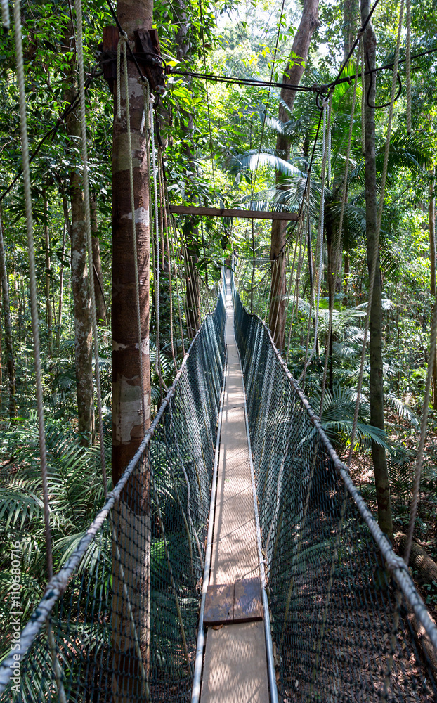 Fototapeta premium Hängebrücke über den Baumkronen des Taman Negara Nationalparkes