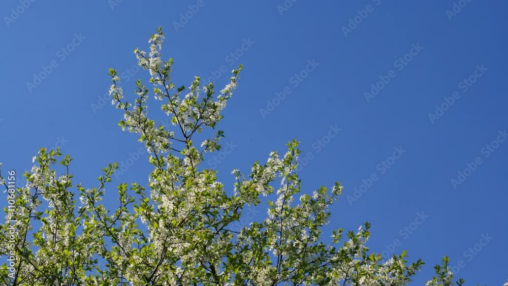 A timelapse of a blooming cherry tree over a blue sky with some clouds A timelapse of a blooming cherry tree over a blue sky with some clouds