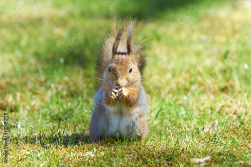 Furry red squirrel eats a crust in the park.