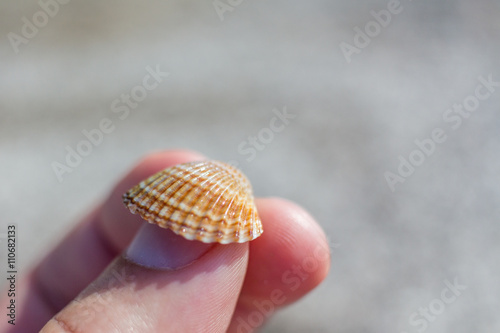 Seashell in hand