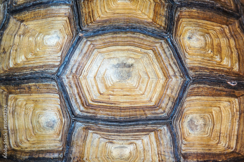 Texture of Turtle carapace Texture of Turtle carapace