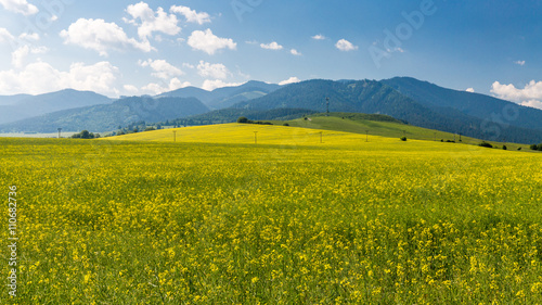 Nature in Liptov region, Slovakia in summer 2015 photo