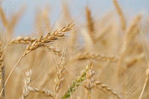 Wheat field detail