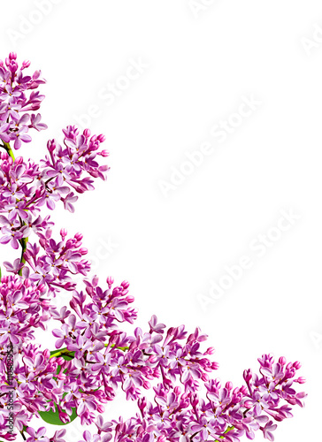 spring flowers  lilac  isolated on white background