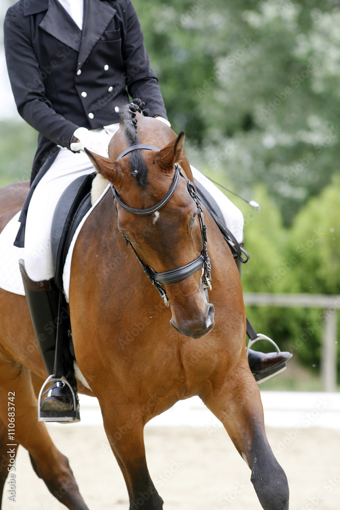 Braided mane for dressage sport horse during a dressage training Braided mane for dressage sport horse during a dressage training