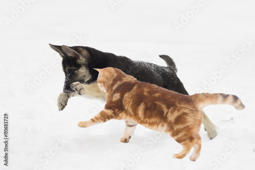 German Shepherd puppy and cat jumping