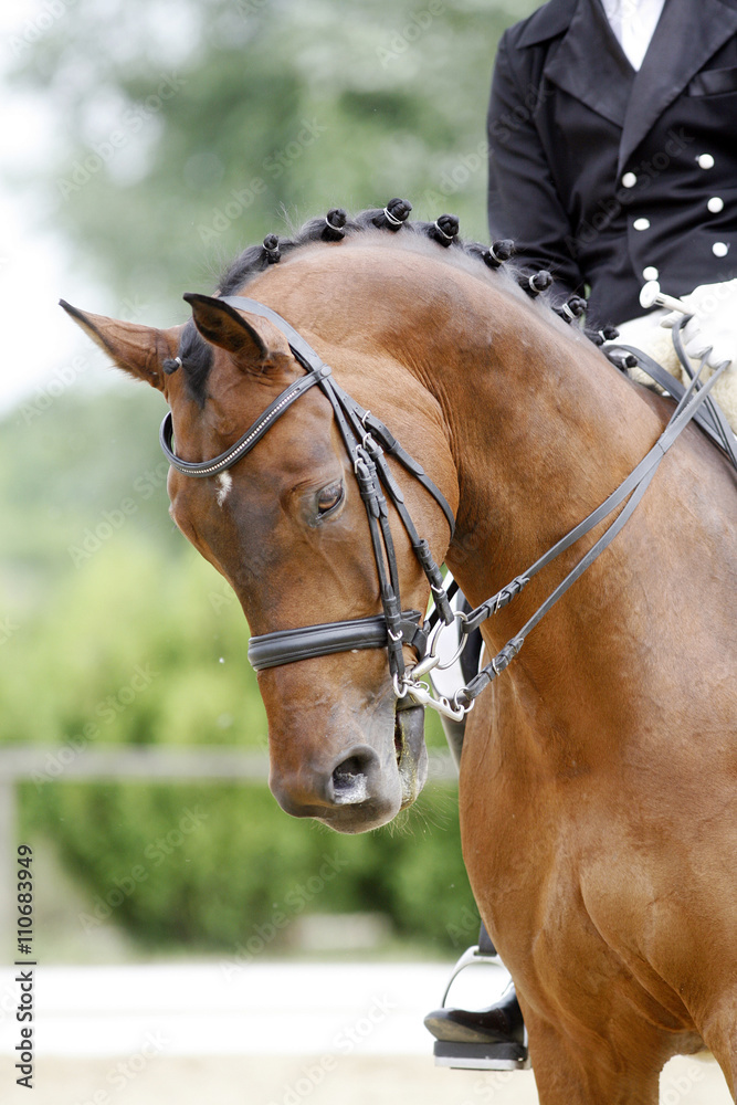 Head of a young dressage horse with unknown rider in action Head of a young dressage horse with unknown rider in action