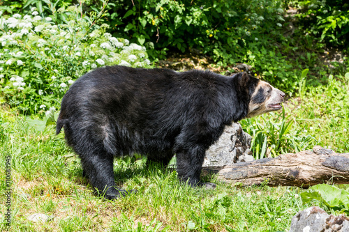 View of a Spectacled Bear in Zoo