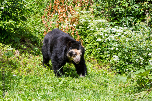 View of a Spectacled Bear in Zoo photo