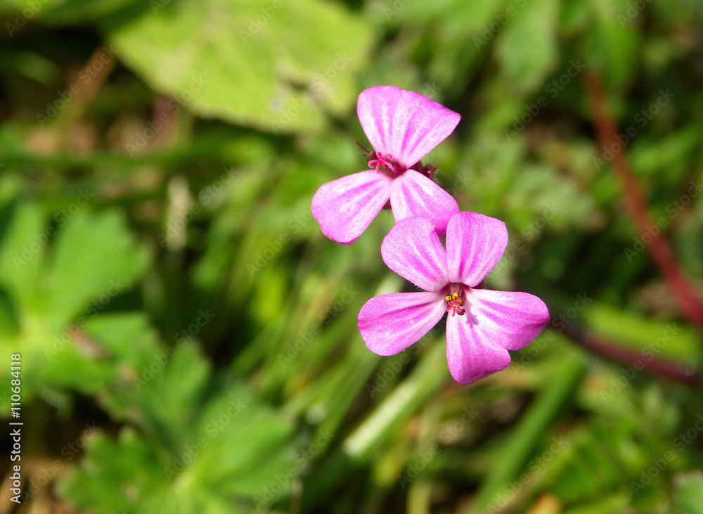 Herb Robert Geranium robertianum small bright pink wild flowers Herb Robert Geranium robertianum small bright pink wild flowers