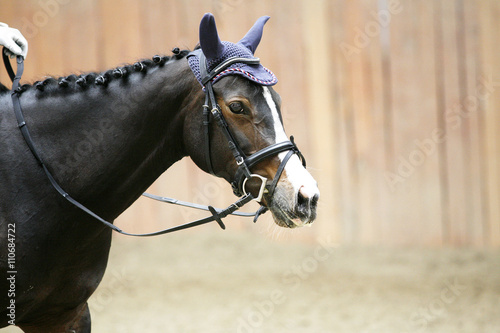 Side view head shot of a young dressage horse in riding hall