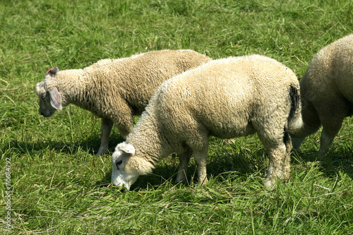 Schafe auf der Weide