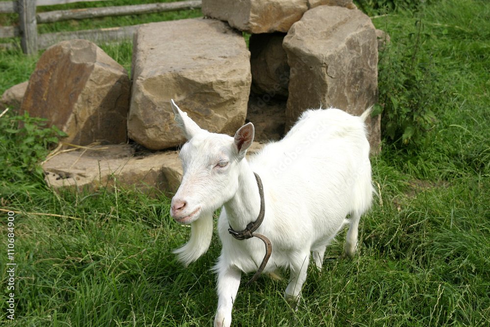 Obraz premium Ziege auf Bauernhof