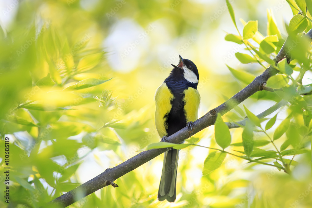 Fototapeta premium sikorka śpiewa piosenkę wśród młodej zieleni drzewa wczesną wiosną