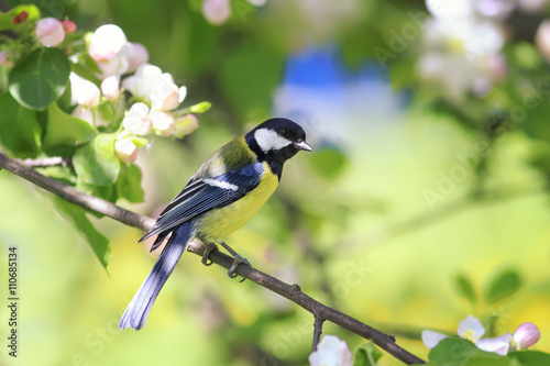young blue tit on the branch of a blossoming Apple tree in spring