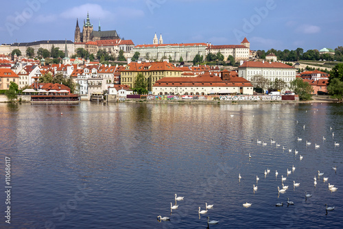 Prague Castle and swans, river Vltava, Czech republic