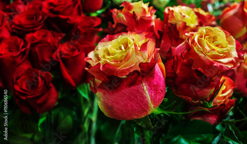 beautiful red roses close-up. festive bouquet. background.