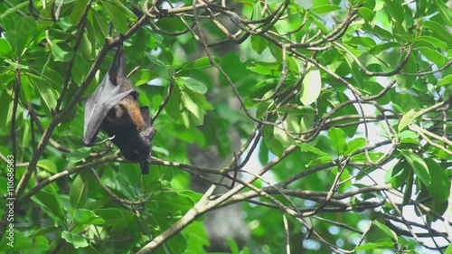 Flying fox hangs on a tree branch and washes photo