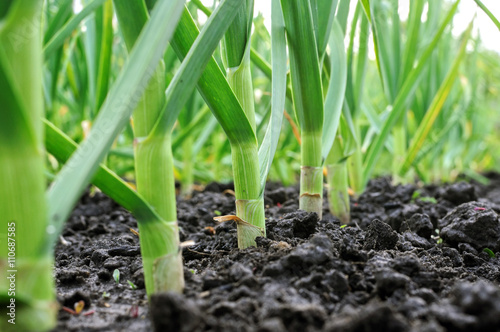 close-up of garlic plantation