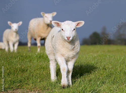 Lambs and sheep in a meadow, low point of view. 
