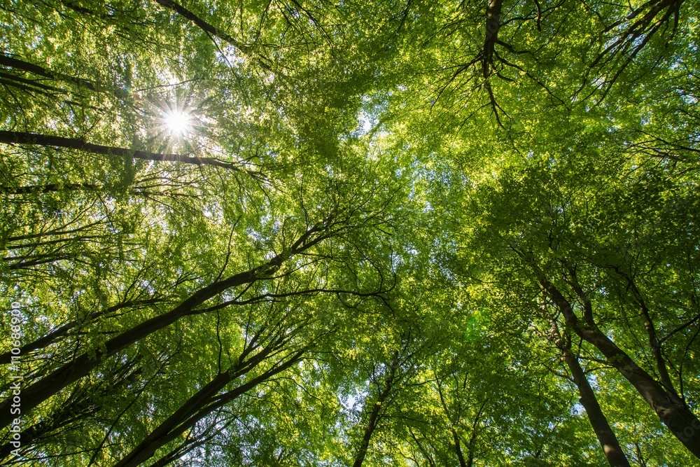 Fototapeta premium Trädkronor i en bokskog där solen skiner igenom