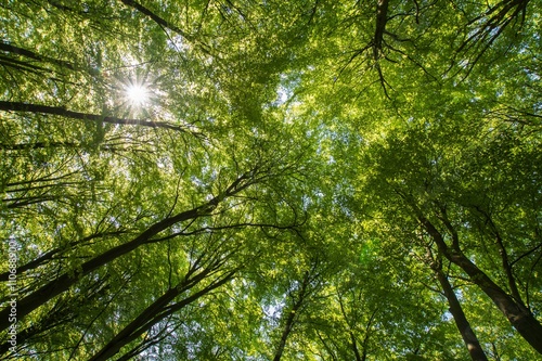 Trädkronor i en bokskog där solen skiner igenom photo
