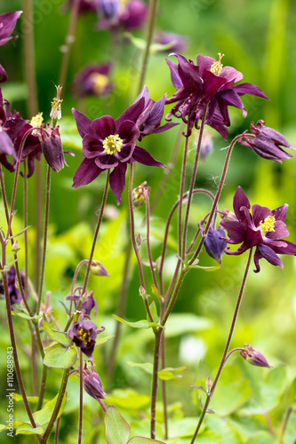 Purple columbine flower