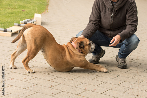 Entspannte Continental Bulldogge und ihr Mensch photo