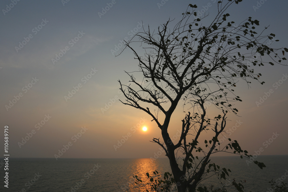 tree of silhouette style on sunset.