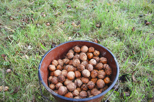 Walnuts Picked near Walnut Tree