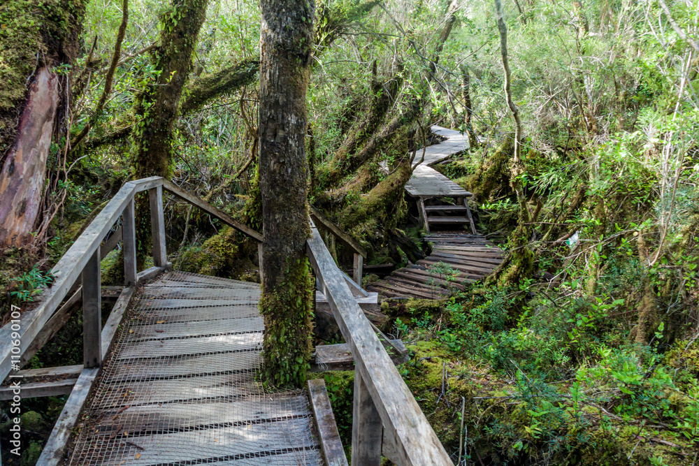 Fototapeta premium Boardwalk on a trekking trail in a forest in National Park Chiloe, Chile