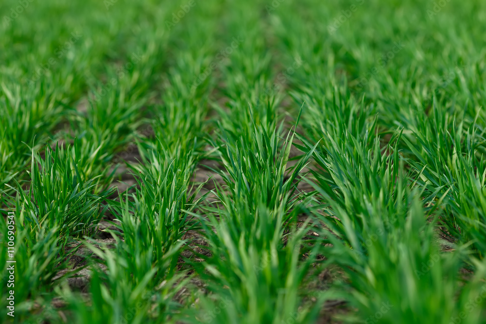 Young wheat growing in the field neat rows Young wheat growing in the field neat rows