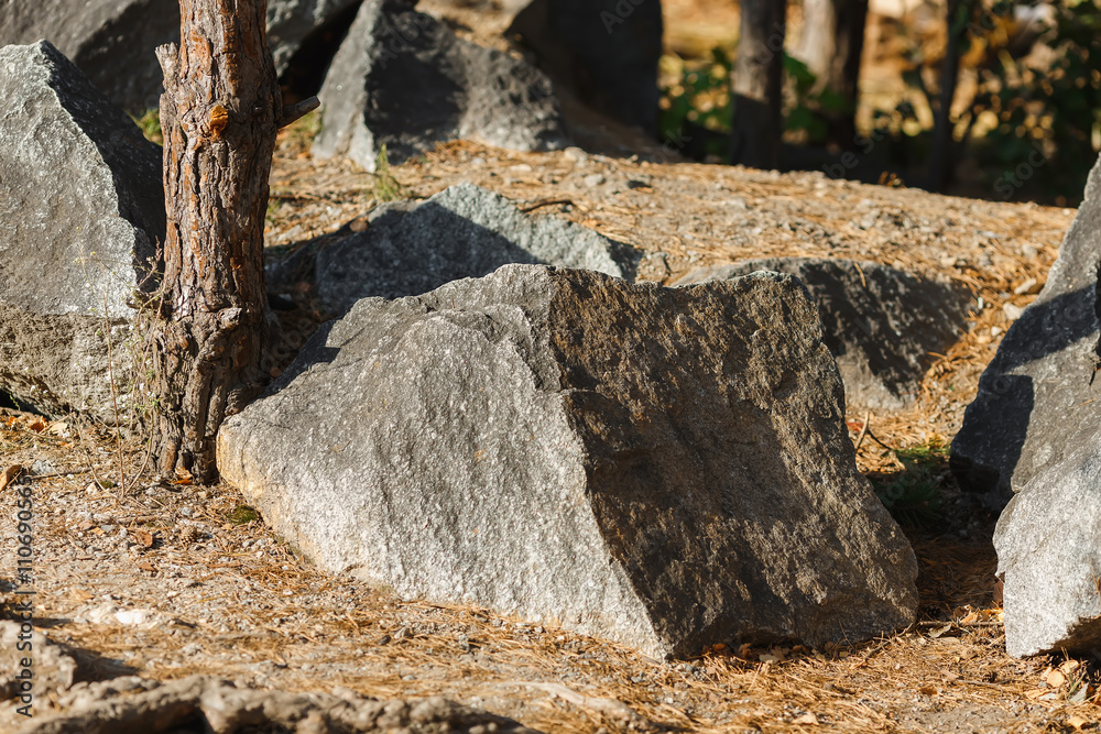 Large granite stone lies in the woods among the pines
