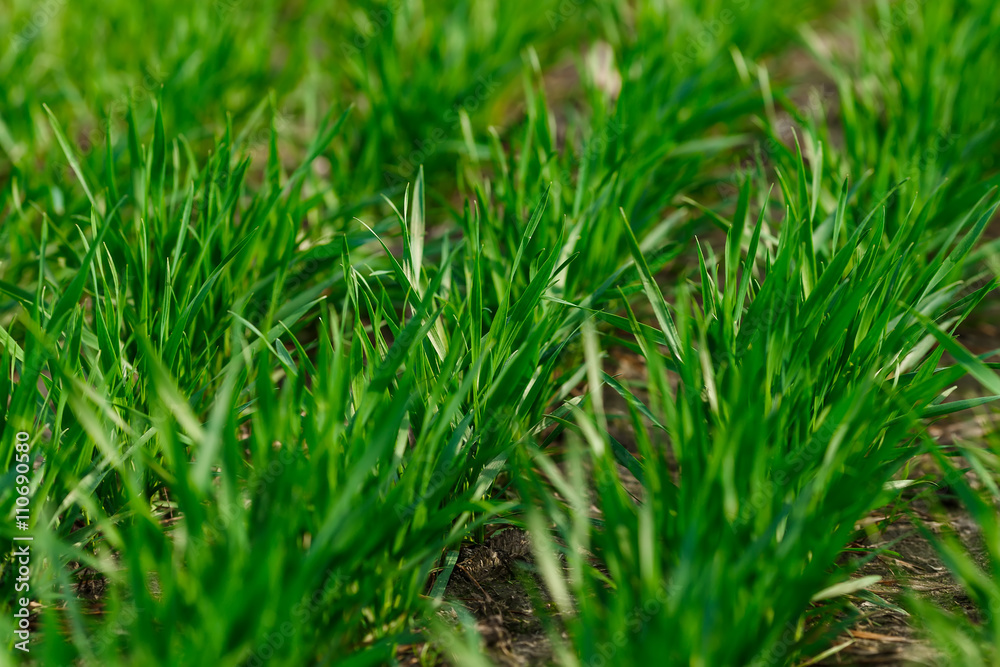 Young wheat growing in the field neat rows Young wheat growing in the field neat rows