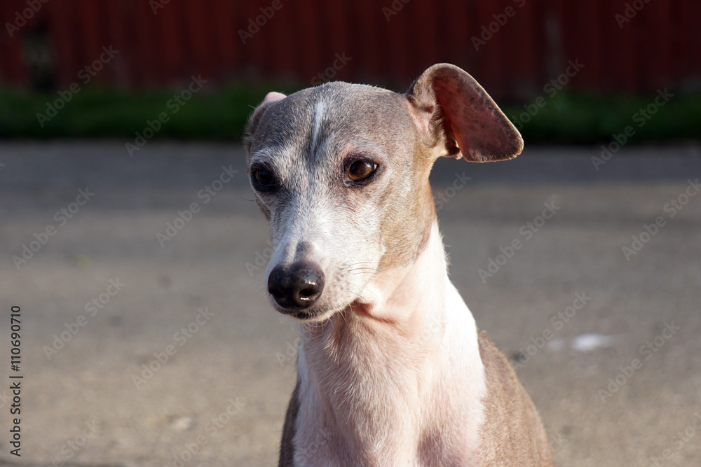 Joey an Italian greyhound is intrigued with something. Joey an Italian greyhound is intrigued with something.