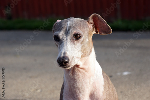 Joey an Italian greyhound is intrigued with something.