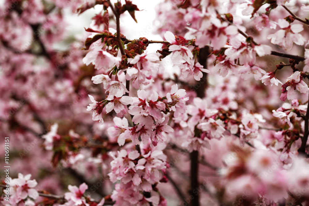 Pink cherry blossoms in garden outdoors close up Pink cherry blossoms in garden outdoors close up