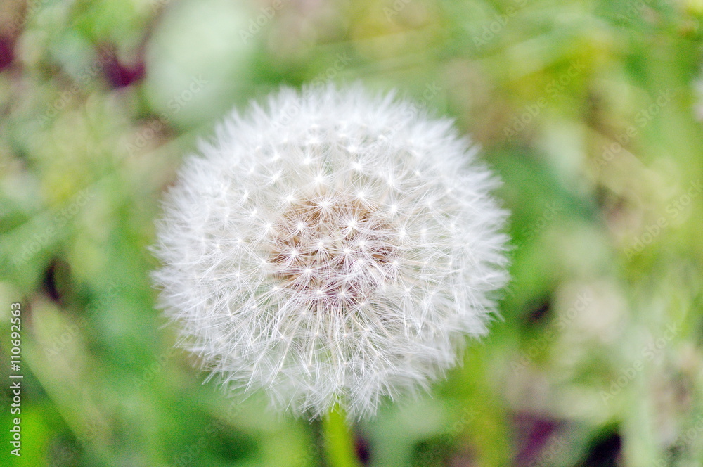 Dandelion flower in the garden Dandelion flower in the garden