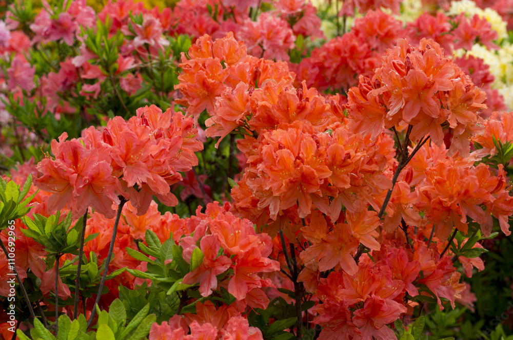 peach rhododendron flowers in the spring garden background peach rhododendron flowers in the spring garden background