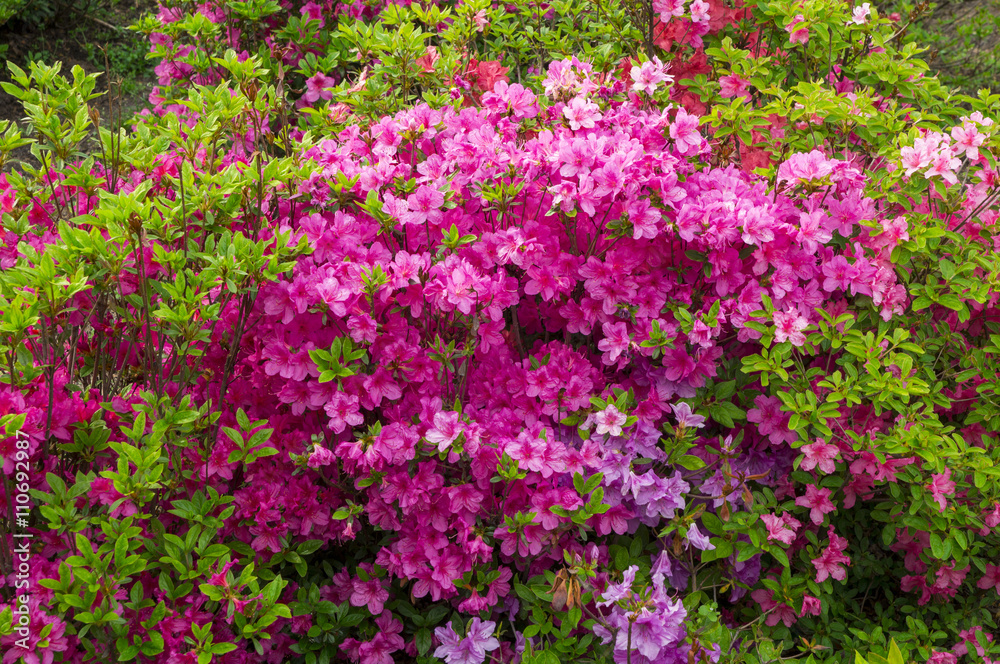 pink rhododendron flowers in the spring garden background