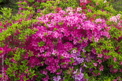 pink rhododendron flowers in the spring garden background