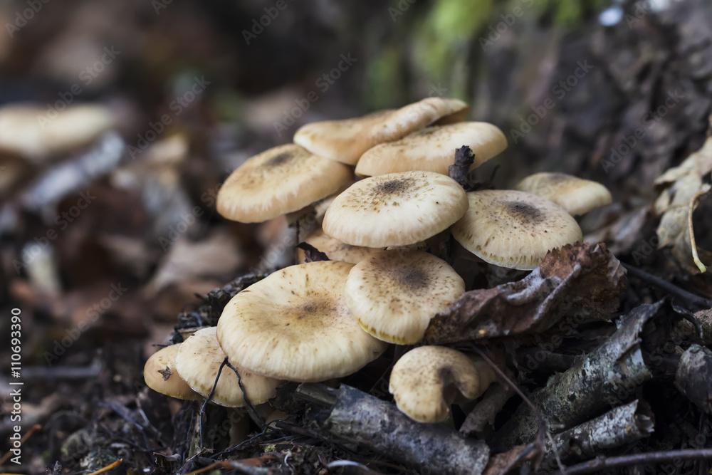 Honey fungus grows in a fall forest. Tasty edible natural mushrooms. Honey fungus grows in a fall forest. Tasty edible natural mushrooms.