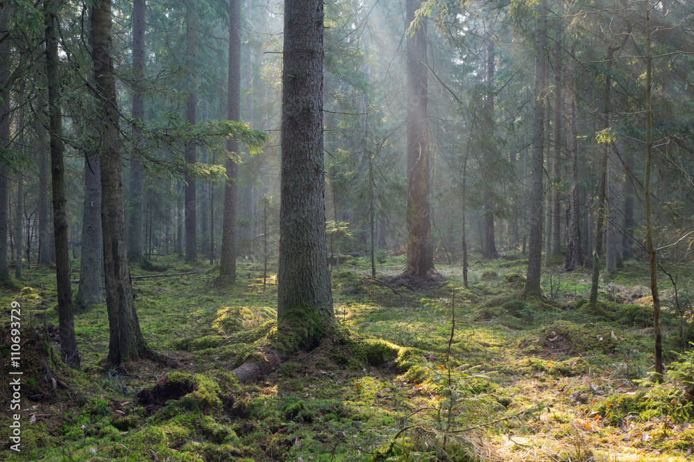 Sunbeam entering old coniferous stand of Bialowieza Forest
