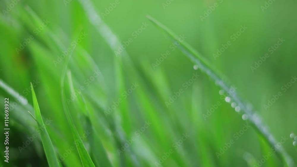 water drops on grass 