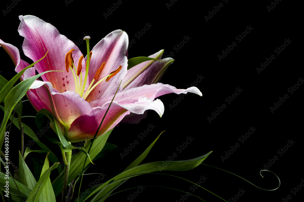 Bouquet of pink lilies with white-pink petals and green leafs on black background 