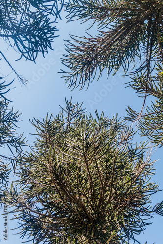 Araucaria forest in National Park Herquehue, Chile. The tree is called Araucaria araucana (commonly: monkey puzzle tree, monkey tail tree, Chilean pine)