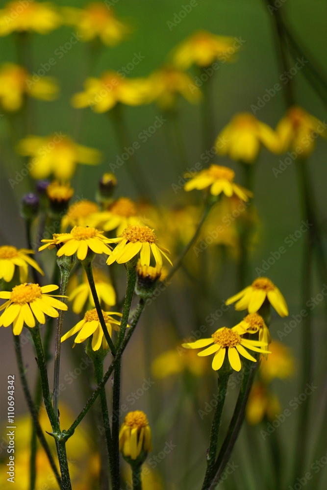 Macro Springtime Wildflowers
