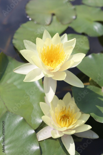 Yellow lotus in a pond with bloom.