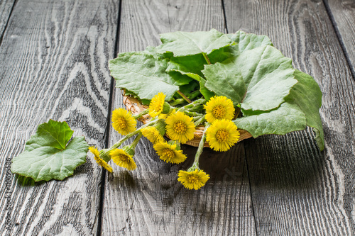 Medicinal plant – coltsfoot (Tussilago farfara) photo